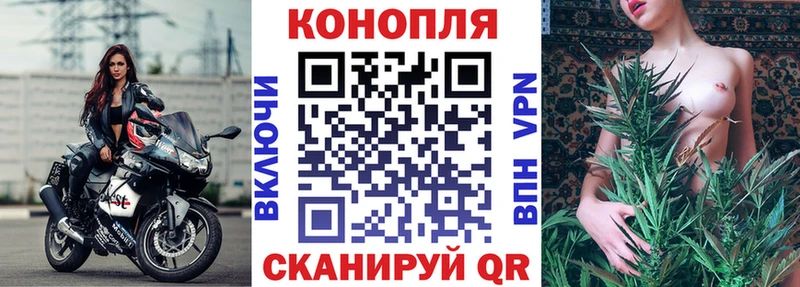 Конопля сатива  Сергач 